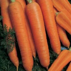 Napoli Hybrid Carrot