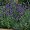 Purple Ellagance Lavender