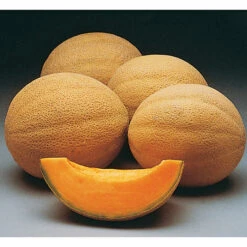 Athena Hybrid Muskmelon