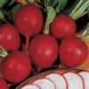 German Giant Radish