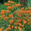 Orange Butterfly Weed