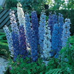 Blue Fountains Delphinium