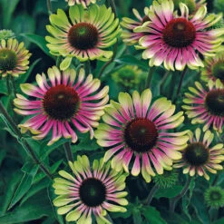Green Twister Echinacea