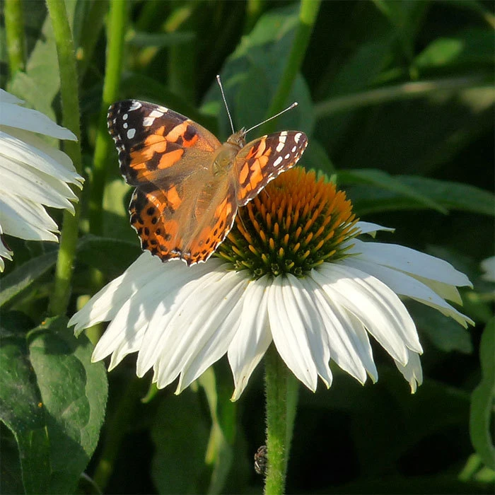PowWow® White Echinacea PowWow® White Echinacea -Jung Seed Company 08764