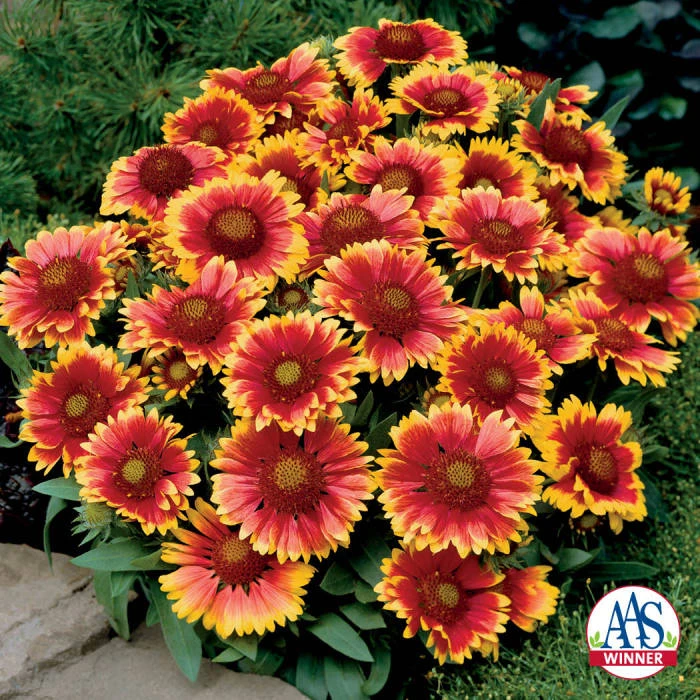 Arizona Sun Gaillardia Arizona Sun Gaillardia -Jung Seed Company 08779 AAS