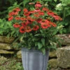Artisan Red Ombre Echinacea