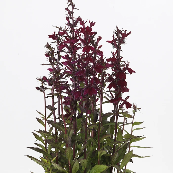 Starship™ Burgundy Hybrid Lobelia Starship™ Burgundy Hybrid Lobelia -Jung Seed Company 08876