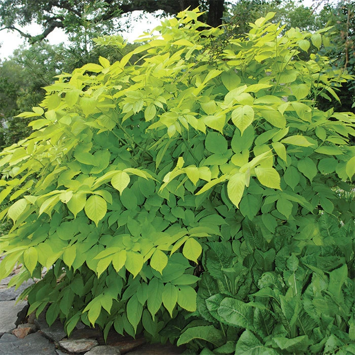 Sun King Aralia Sun King Aralia -Jung Seed Company 10321