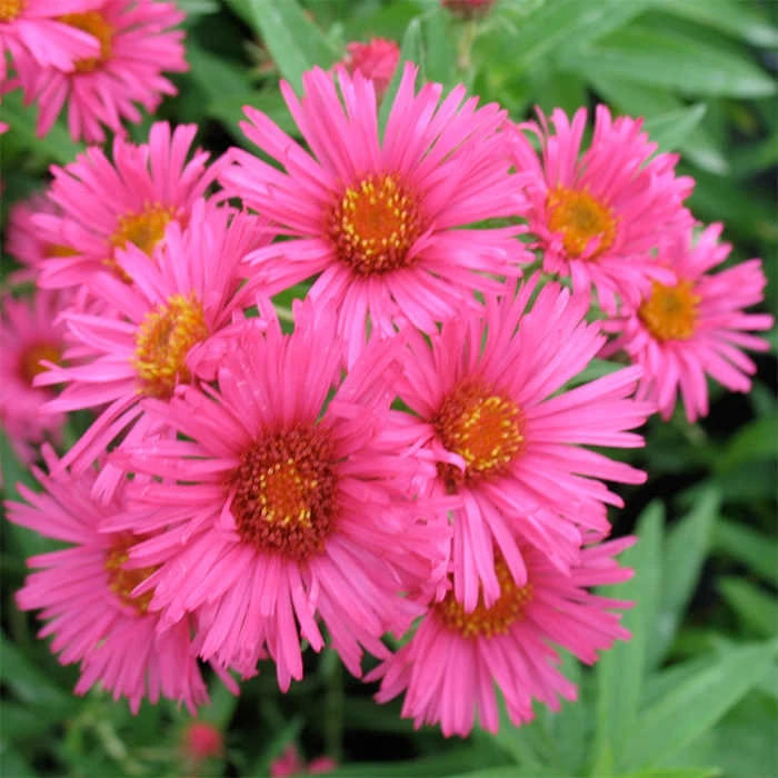 Alma Potschke Aster Alma Potschke Aster -Jung Seed Company 10522