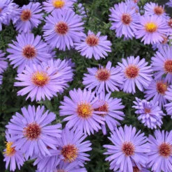 Professor Kippenburg Aster