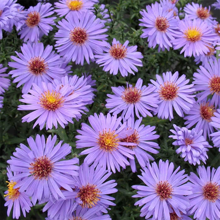 Professor Kippenburg Aster Professor Kippenburg Aster -Jung Seed Company 10534