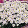Snow Cushion Aster