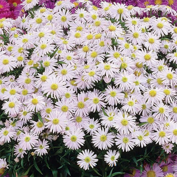 Snow Cushion Aster Snow Cushion Aster -Jung Seed Company 10546