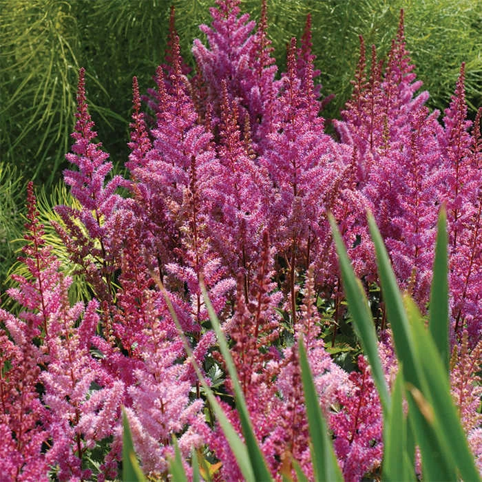 Maggie Daley Astilbe Maggie Daley Astilbe -Jung Seed Company 10627