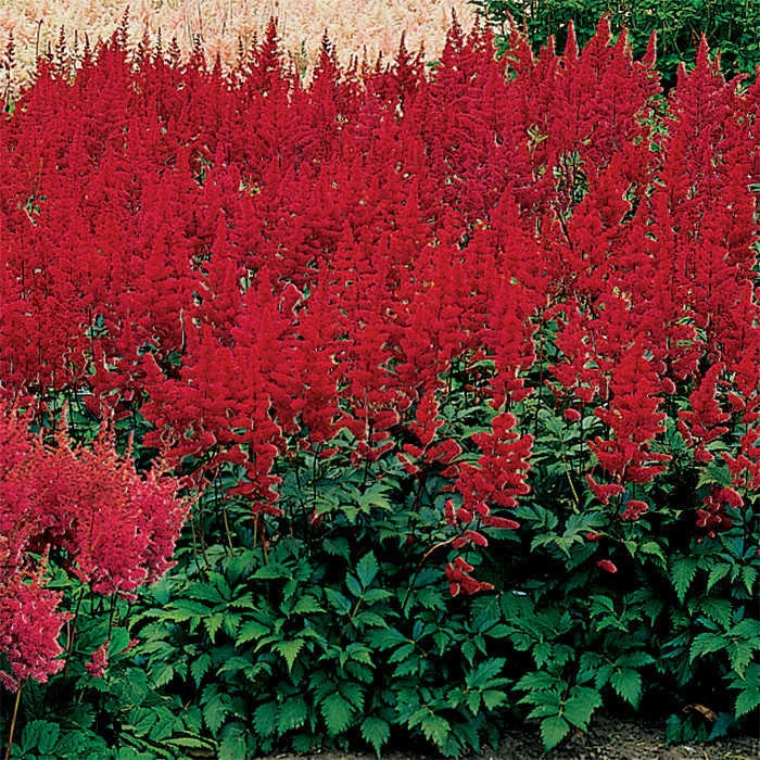 Montgomery Astilbe Montgomery Astilbe -Jung Seed Company 10641