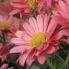 Mammoth&trade; Coral Daisy Chrysanthemum