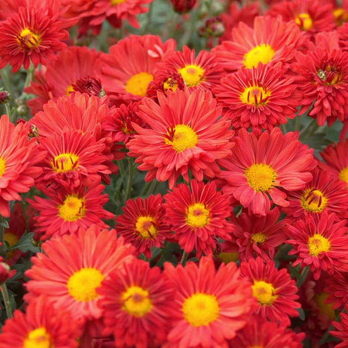 Mammoth™ Dark Bronze Chrysanthemum Mammoth™ Dark Bronze Chrysanthemum -Jung Seed Company 10991