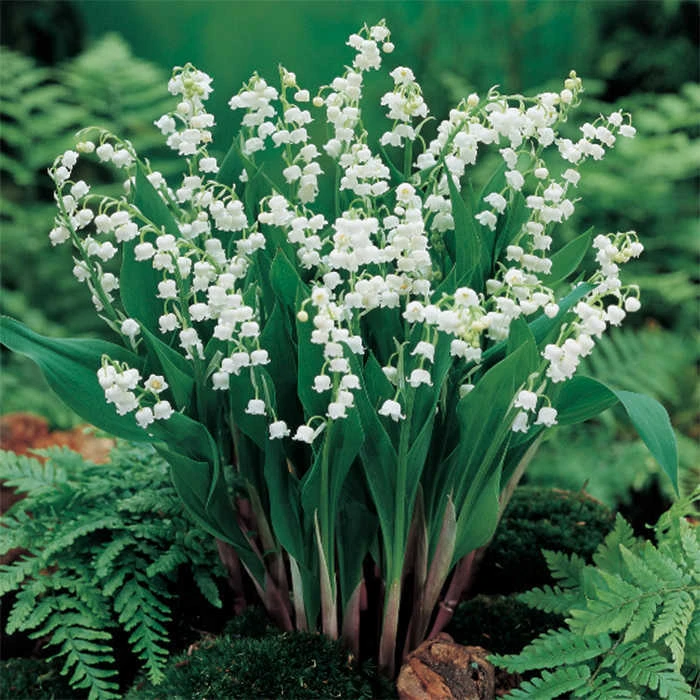 White Lily Of The Valley White Lily Of The Valley -Jung Seed Company 11142
