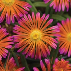 Ocean Sunset&trade; Orange Glow Ice Plant