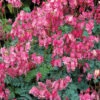 King Of Hearts Dwarf Bleeding Heart