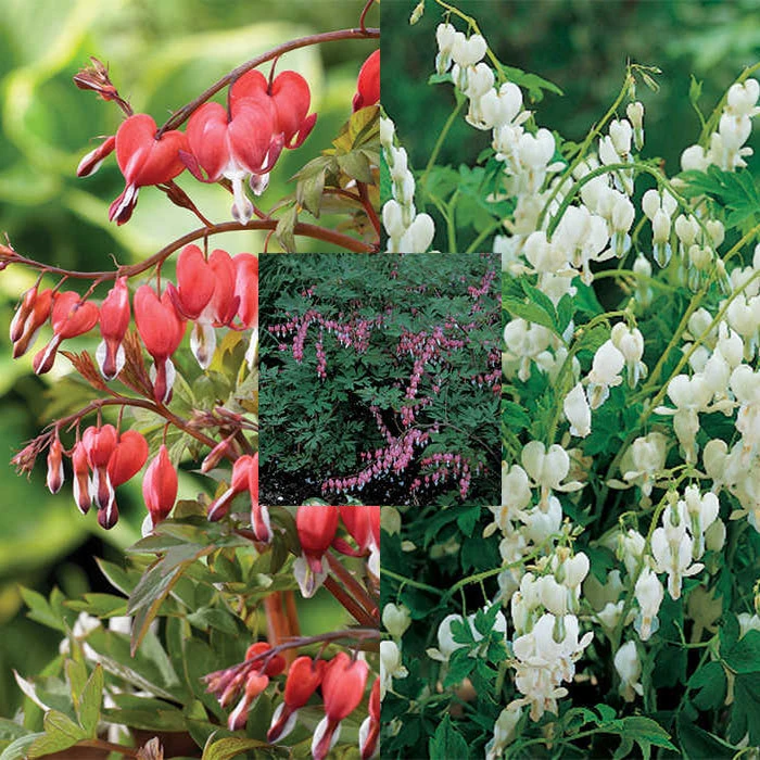 Giant Bleeding Heart Offer Giant Bleeding Heart Offer -Jung Seed Company 11428