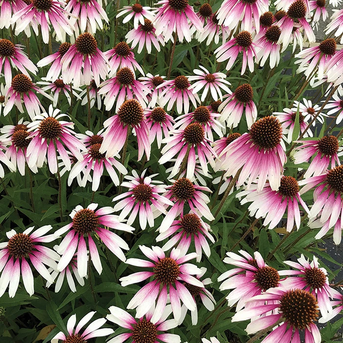 Pretty Parasols Echinacea Pretty Parasols Echinacea -Jung Seed Company 11481a
