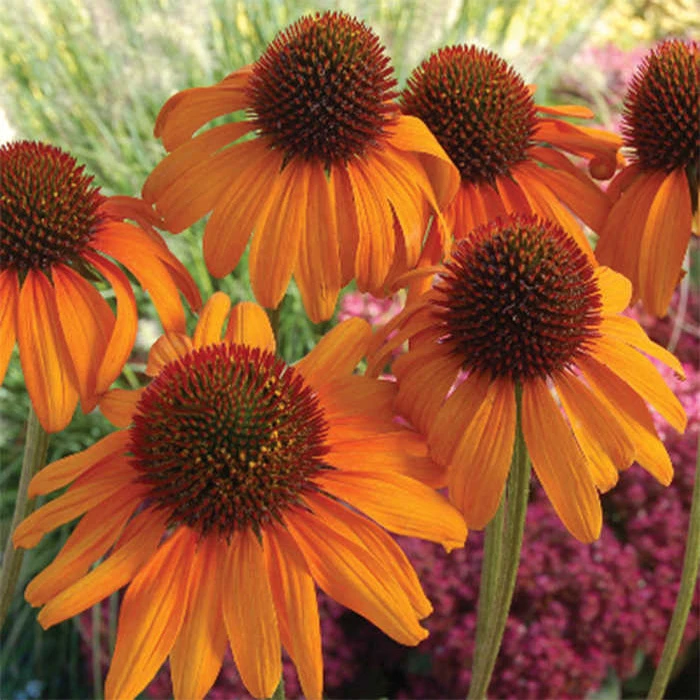 Tiki Torch Echinacea Tiki Torch Echinacea -Jung Seed Company 11485