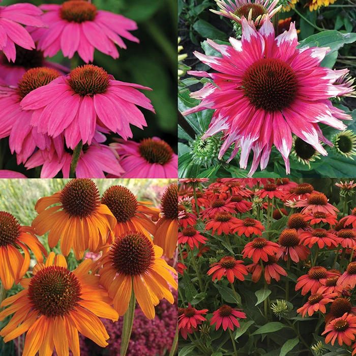 Echinacea Offer #1 Various Echinacea Offer #1 -Jung Seed Company 11500