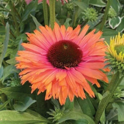 Echinacea Offer #2