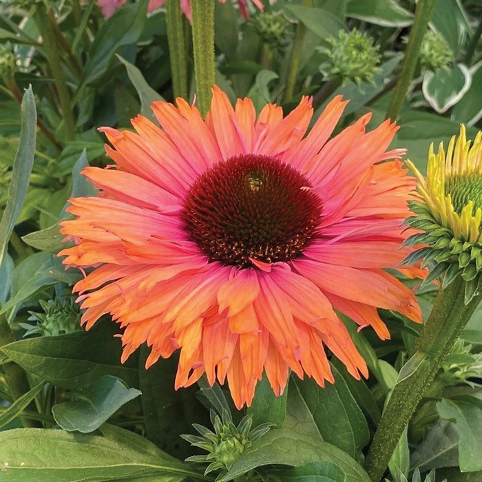 Echinacea Offer #2 Echinacea Offer #2 -Jung Seed Company 11537