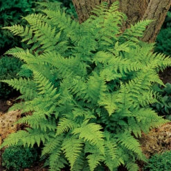 Lady Fern