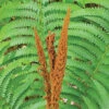 Cinnamon Fern