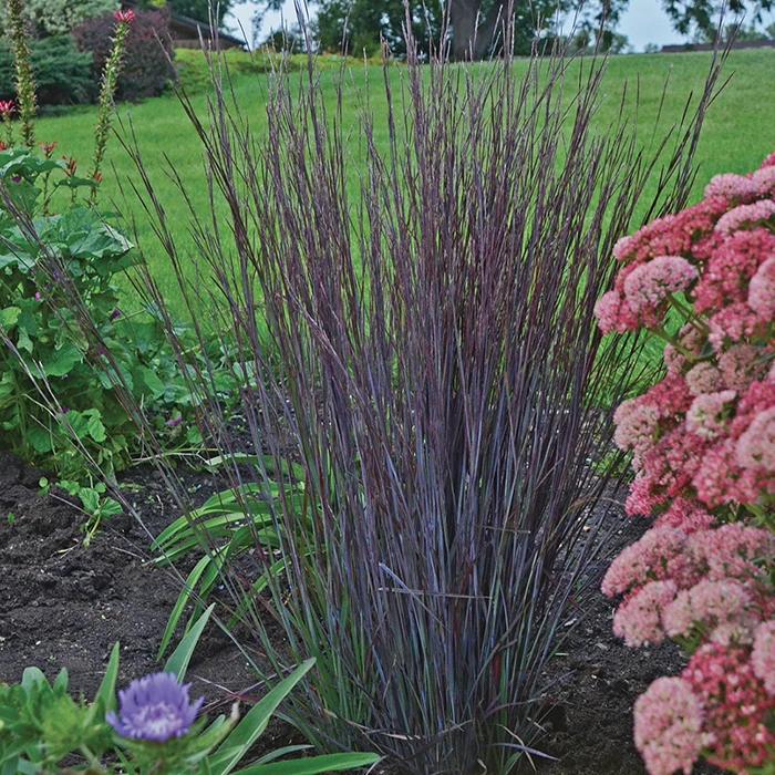 Smoke Signal Little Bluestem Smoke Signal Little Bluestem -Jung Seed Company 12021