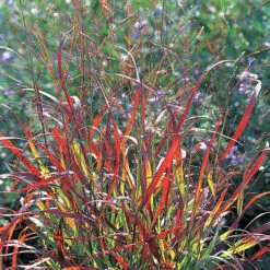 Shenandoah Red Switch Grass