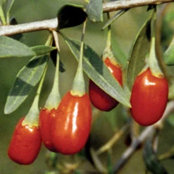 Crimson Star&trade; Goji Berry