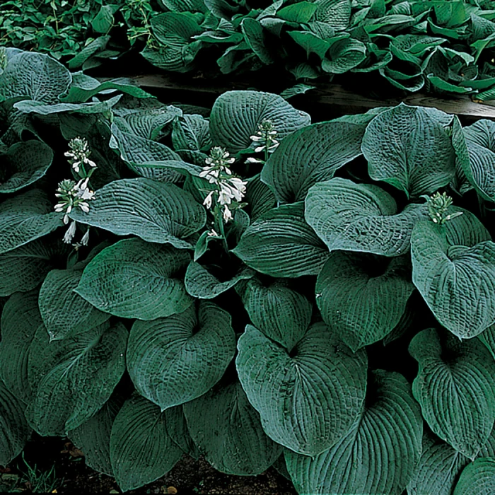 Blue Giant Hosta Blue Giant Hosta -Jung Seed Company 12474
