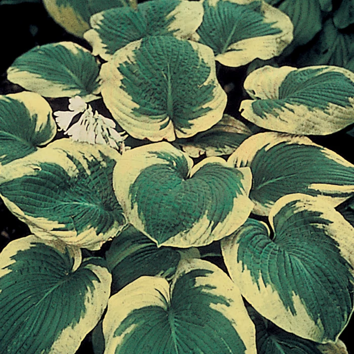 Frances Williams Hosta Frances Williams Hosta -Jung Seed Company 12476