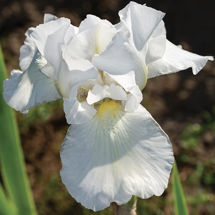 Immortality Reblooming Iris Immortality Reblooming Iris -Jung Seed Company 12691