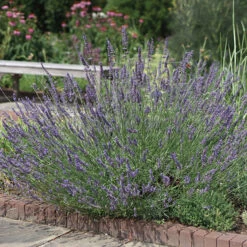 Phenomenal&trade; Lavender