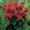 Fireball Dwarf Monarda