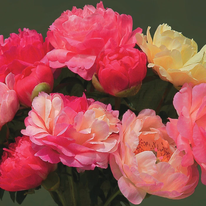 Coral Sunset Peony Coral Sunset Peony -Jung Seed Company 13412