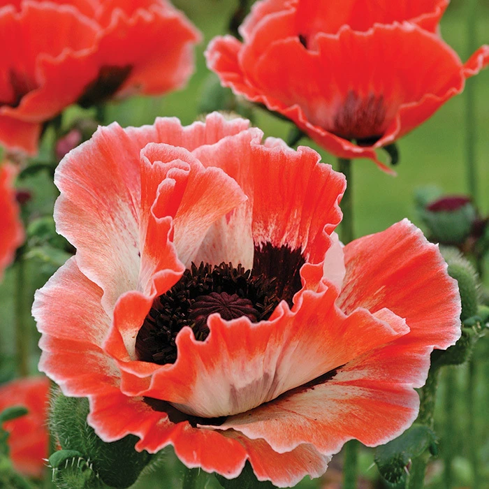 Carnival Oriental Poppy Carnival Oriental Poppy -Jung Seed Company 13537