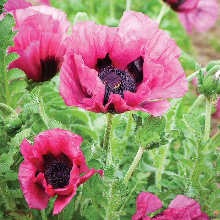 Plum Pudding Oriental Poppy Plum Pudding Oriental Poppy -Jung Seed Company 13550