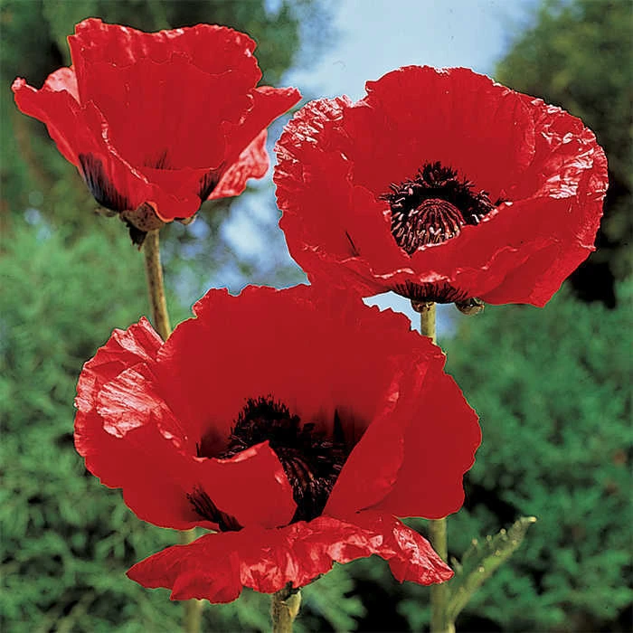 King Kong Oriental Poppy King Kong Oriental Poppy -Jung Seed Company 13558
