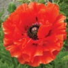 Eye Catcher Poppy