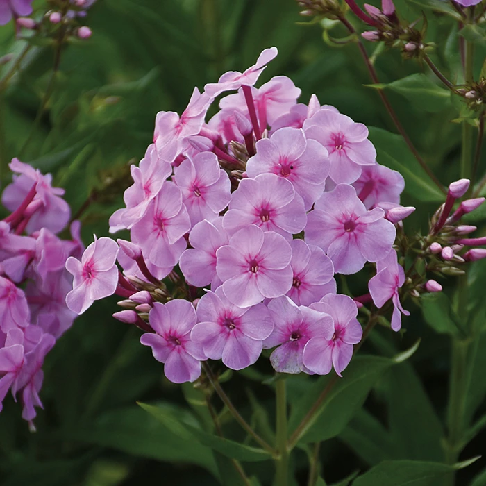Uptown Girl Hardy Garden Phlox Uptown Girl Hardy Garden Phlox -Jung Seed Company 13664