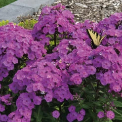 Super Ka-Pow Lavender Phlox
