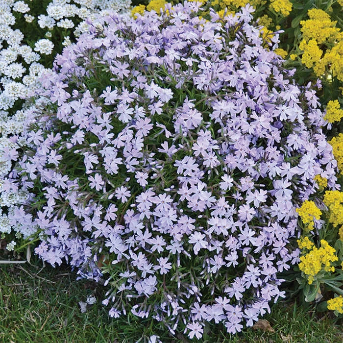 Blue Creeping Phlox Blue Creeping Phlox -Jung Seed Company 13762