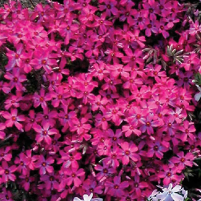 Wine Red Creeping Phlox Wine Red Creeping Phlox -Jung Seed Company 13766