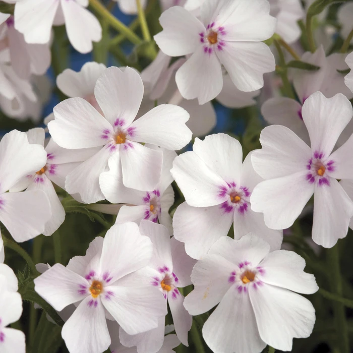 Amazing Grace Phlox Amazing Grace Phlox -Jung Seed Company 13780
